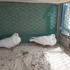 للبيع نفاخ اسباني