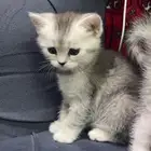 قطوه للبيع تو كملت شهرين مكس سكوتش وشرازي