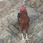 ديك بلدي فاخر