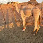 قعود مهجن