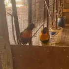 للبيع ببغاء لوري