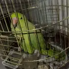 دره هندي
