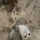 قطط