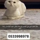 قطو مفقوده في الخرج