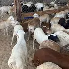 طليان رفيدي