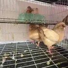 للبيع ازواج حمام منتجين ومستويات حلوة