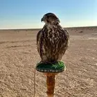 طير حر وحش ايراني