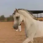 فرس شعبية شيخه