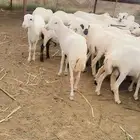 خرفان كباشه بلدي