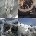 قطة للتبني و معه 4 كتين
