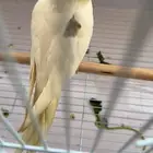 انثى كروان كريمي فيس بصمة