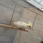 انثى كروان كريمي فيس بصمة ( تم البيع)