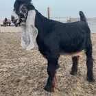 تيس اعطر فحل