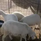طيان اربع للبيع