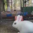 أرنب هوتوت قزم بيور