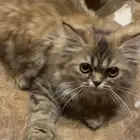 قطة تبني صغيرة