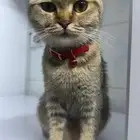 ابي قط سكوتش ستريت للتزاوج مع قطتي