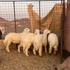 يوجد طليان للبيع مع الذبح والتوصيل