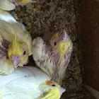 فروخ كروان لاتينو