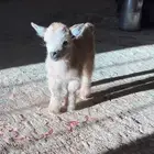 ماعز قزم