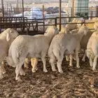 ذبايح حري نعيم تيوس