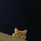 قطط للتبني
