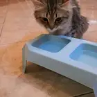 قطط شيرلزي للتبني