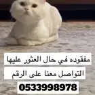 قطوه مفقوده في الخرج حي الاندلس
