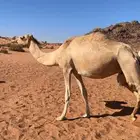 ناقه مهجنه