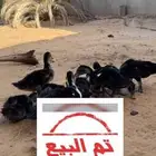 صيصان بط مصري