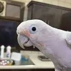 Goffins cockatoo كوكاتو جوفنز