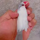 ذكر جاوا منتج