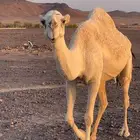 خلفه مصغر للبيع معه قعود