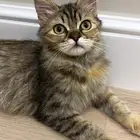 قطه للتبني