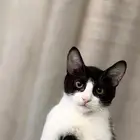 قطط للتبني