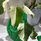 مونستيرا البو هاف مون