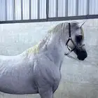 حصان واهو