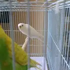 جوز طيور حب للبيع