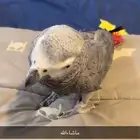 كاسكو عمر 3سنوات ونص