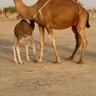 خلفه مصغر حمرا دم