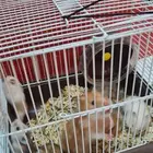 هامستر للبيع أنثى معاها 6 صغار