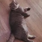 قط ذكر سكوتش ستريت -اذان مستقيمة- تخفيض سعر البيع ..