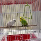 عصافير كناري