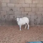 نعجه