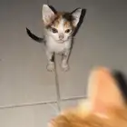 قطط للتبني