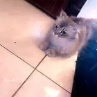 للتبني قطه بعمر سنه تقريبا