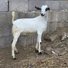 تيس بيشي للبيع