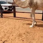 لقحه طيبه
