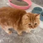 قط فارسي رخيص
