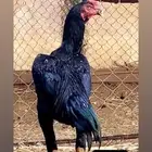 القنفذة   القوز